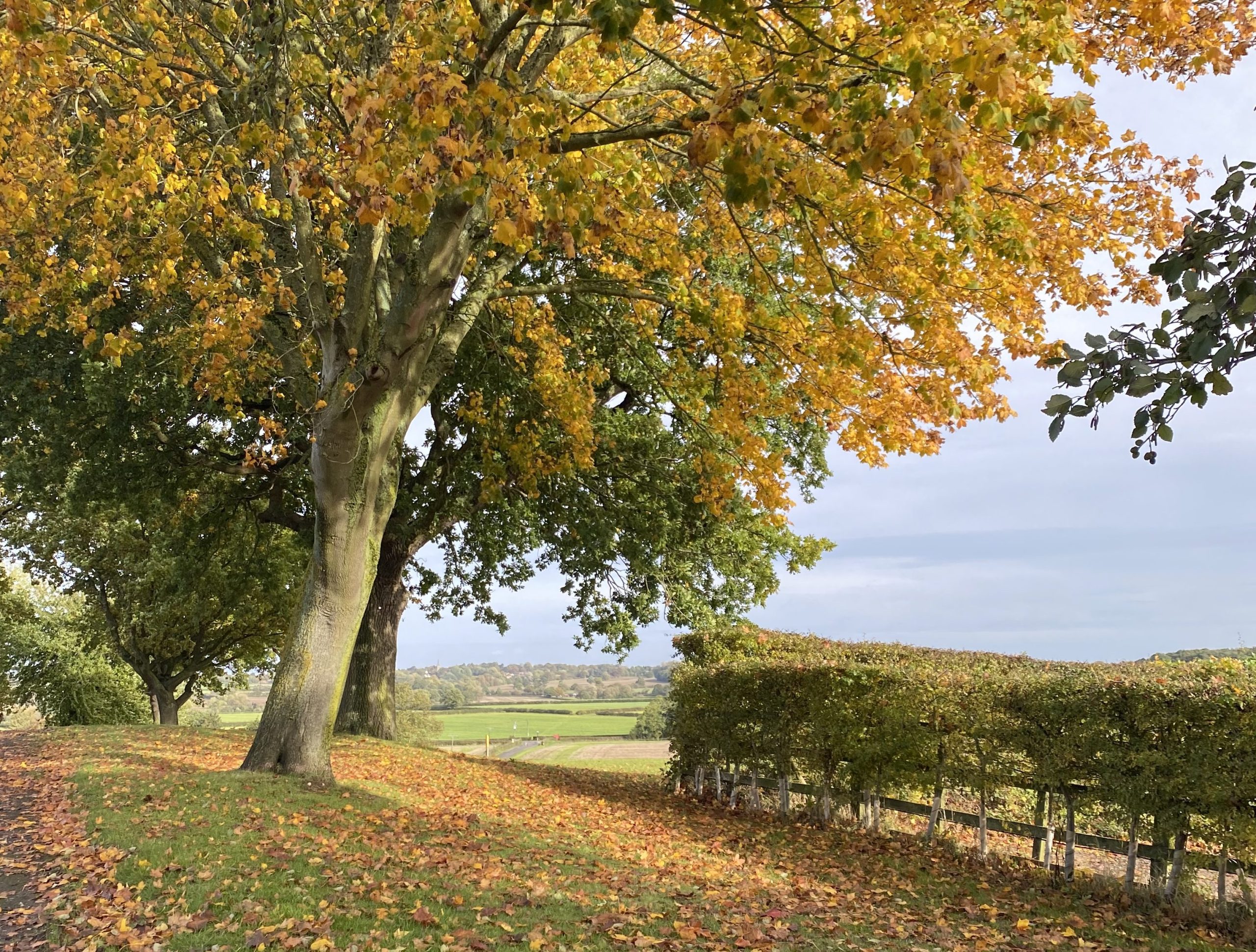 Autumn Trees Scaled Aspect Ratio 1055 800