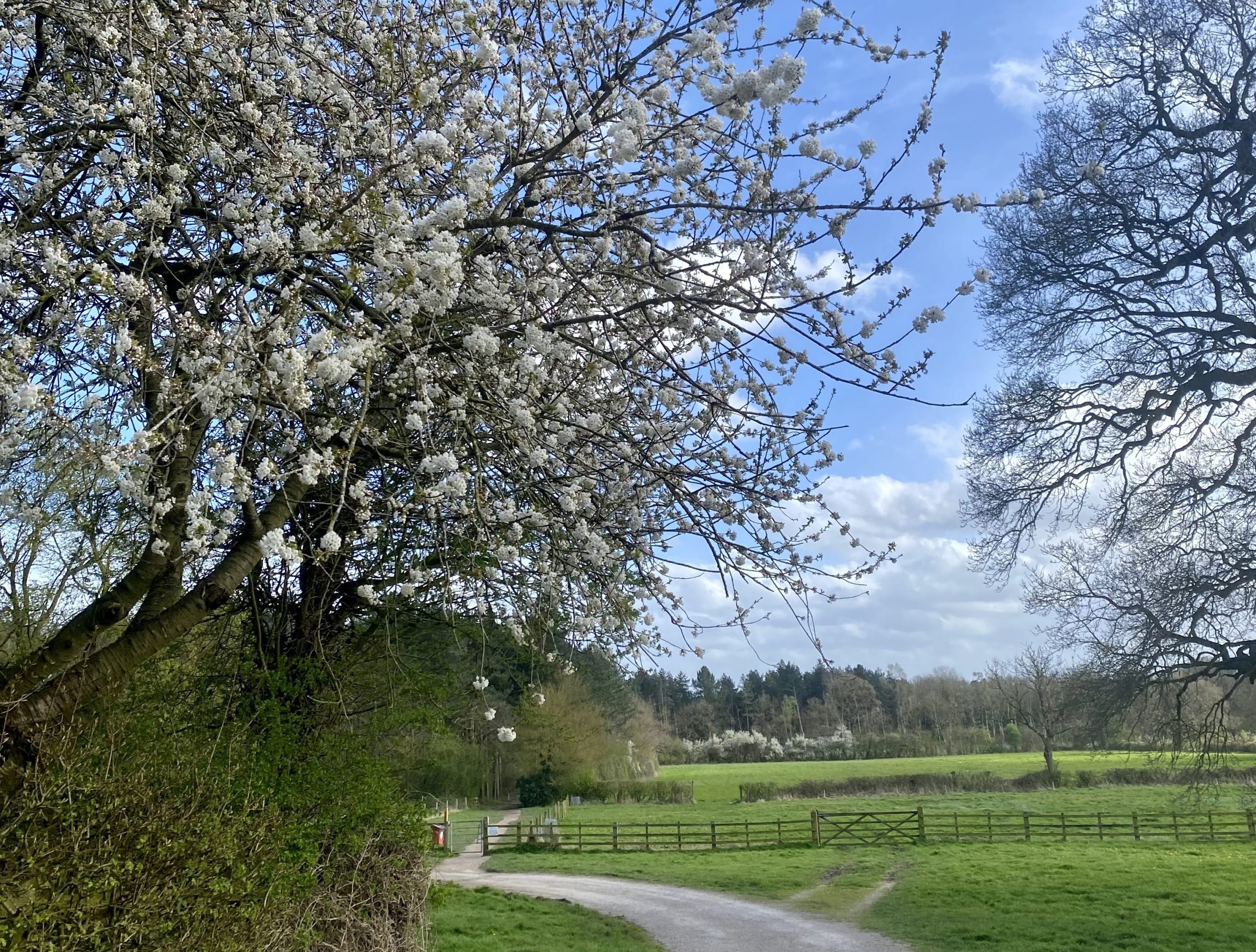 Blossom Tree Scaled Aspect Ratio 1055 800