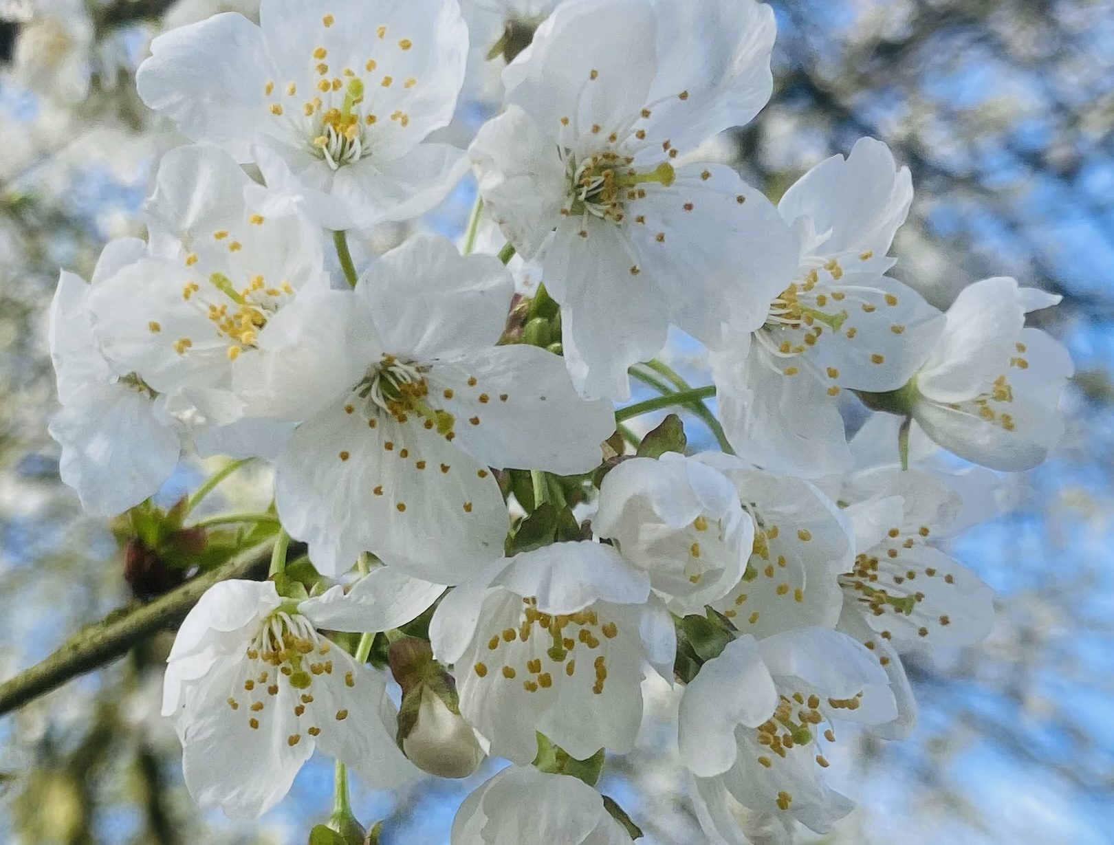 Blossom Aspect Ratio 1055 800