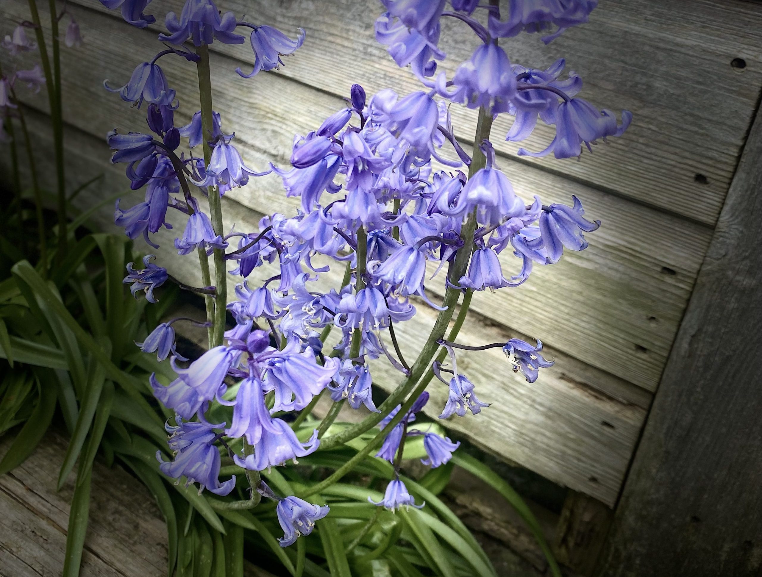 Bluebellls Scaled Aspect Ratio 1055 800