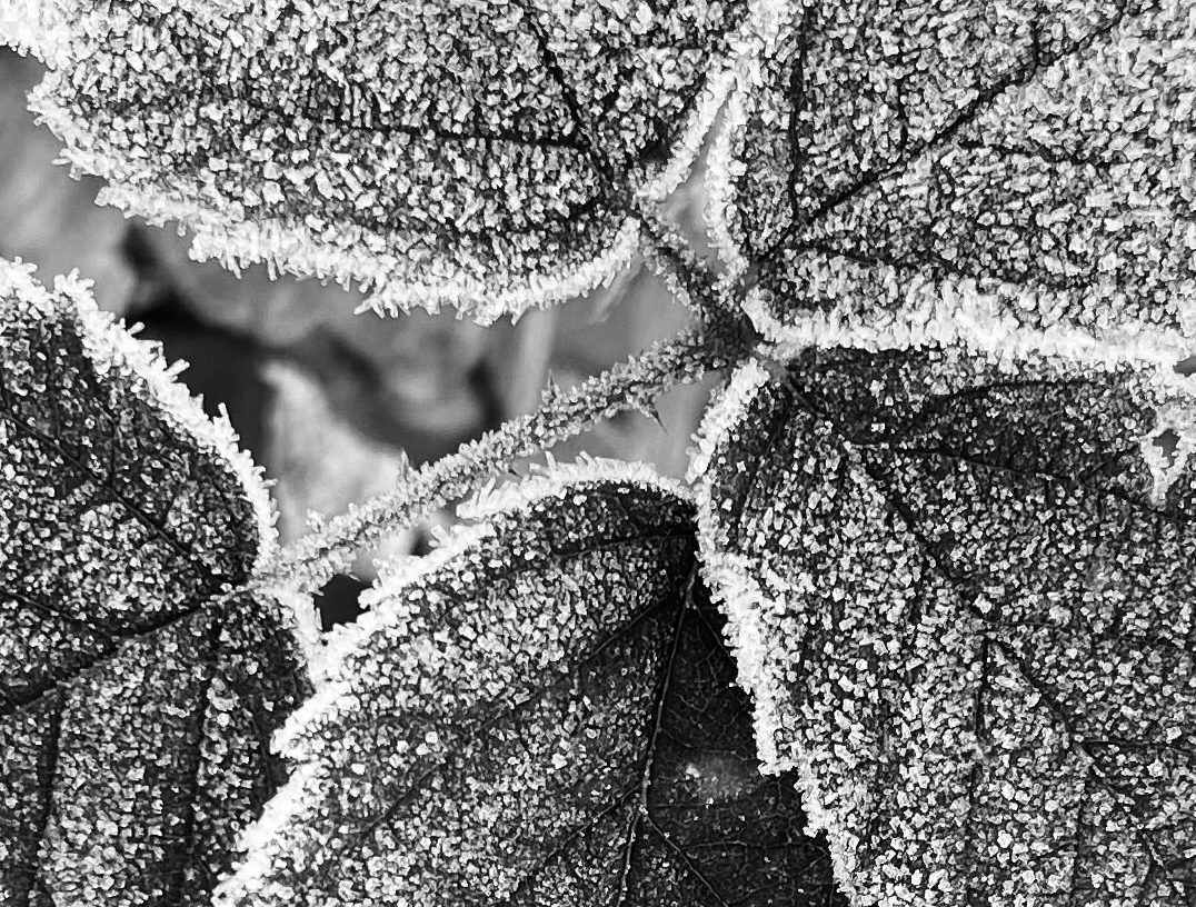 Frosty Leaves Aspect Ratio 1055 800