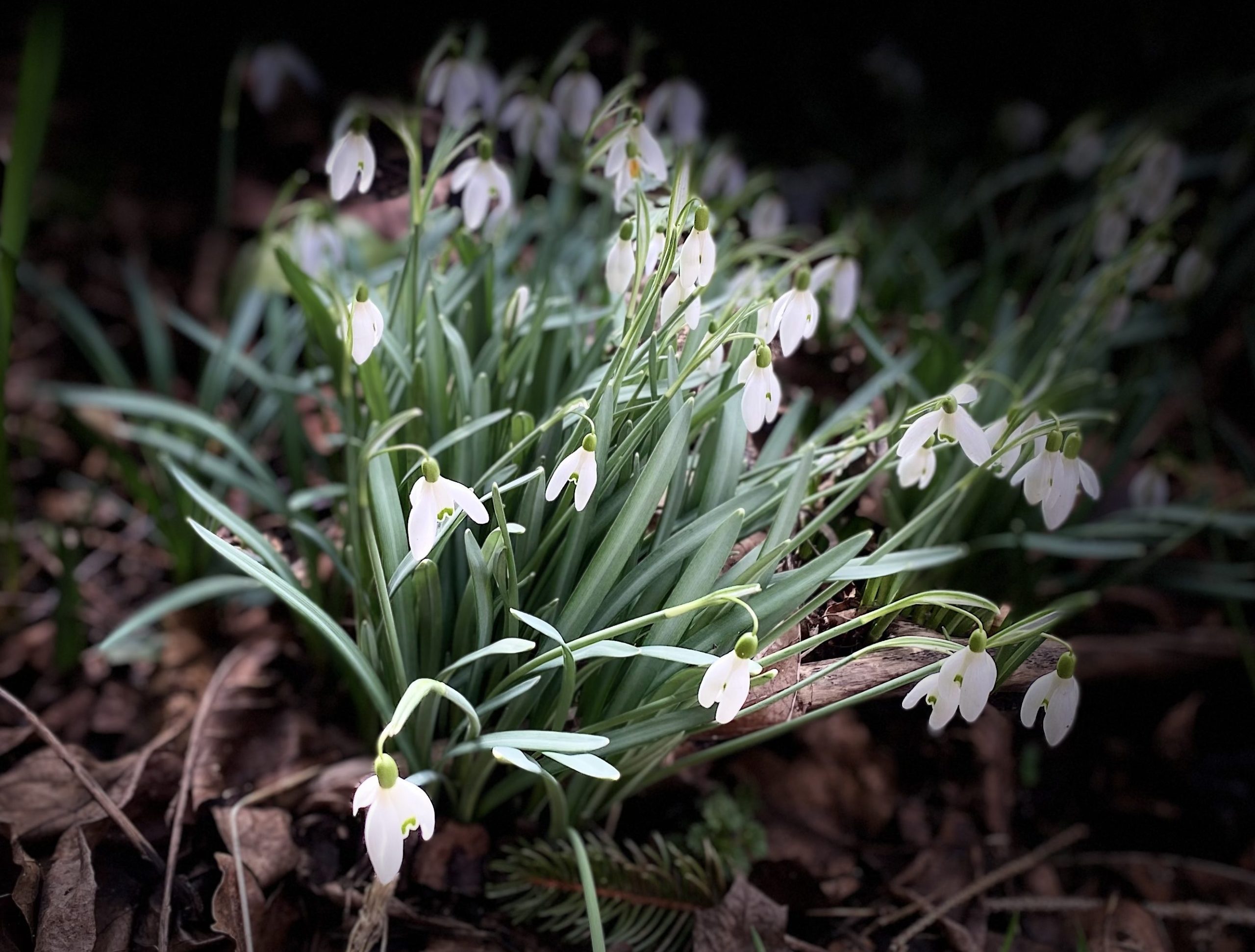 Snowdrops Scaled Aspect Ratio 1055 800