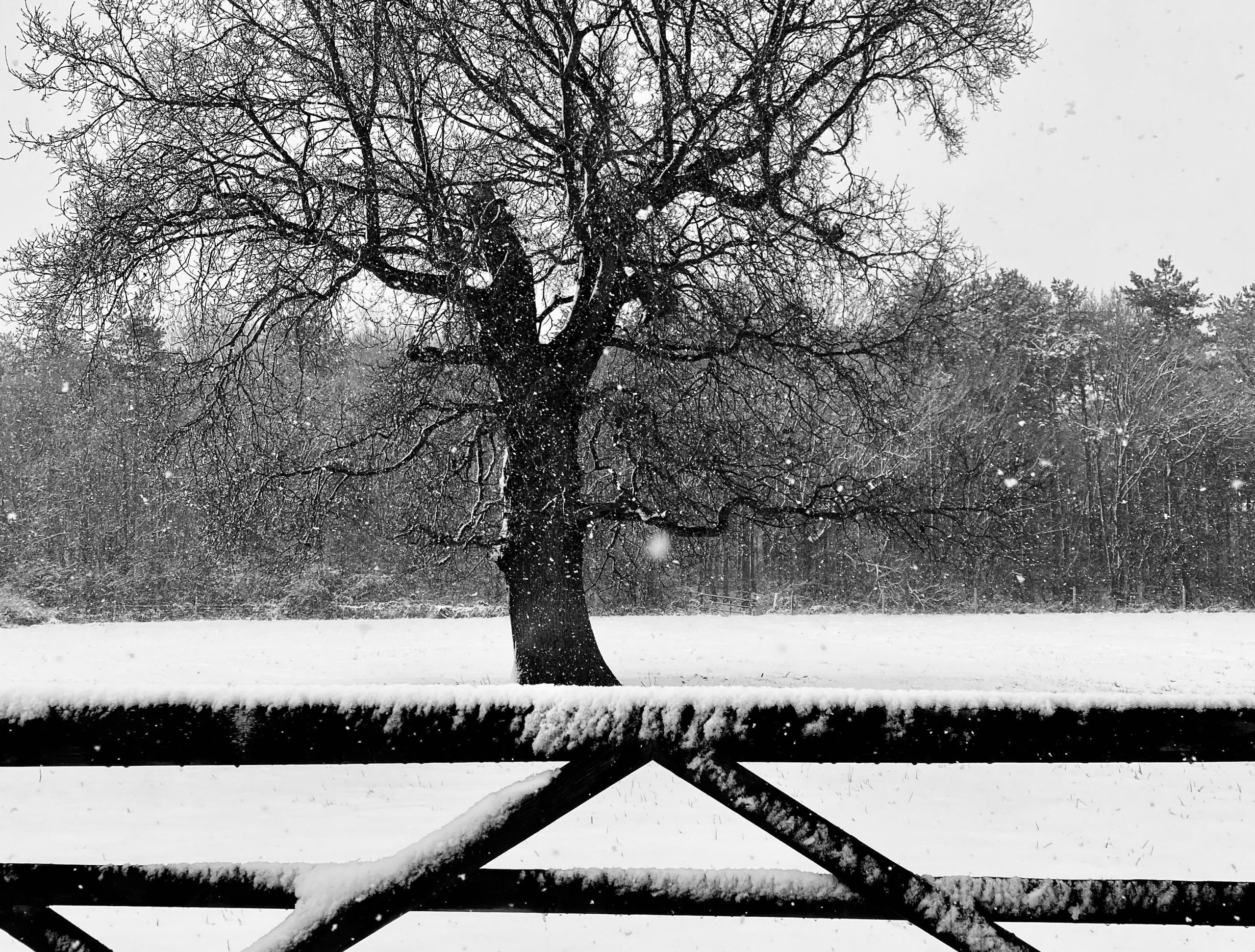 Winter Snow Scaled Aspect Ratio 1055 800