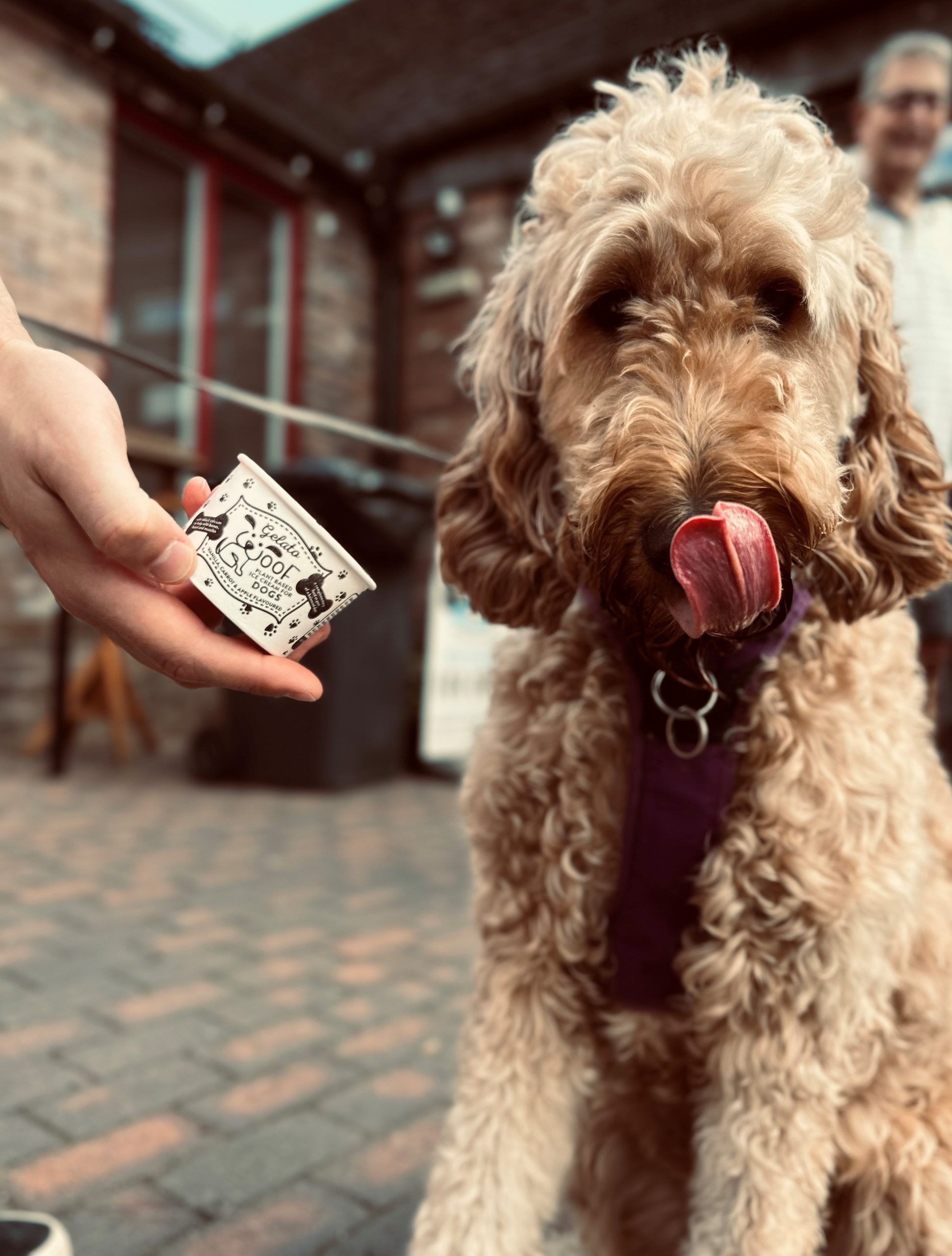 Daisy The Dog With Doggie Ice Cream Scaled Aspect Ratio 640 340