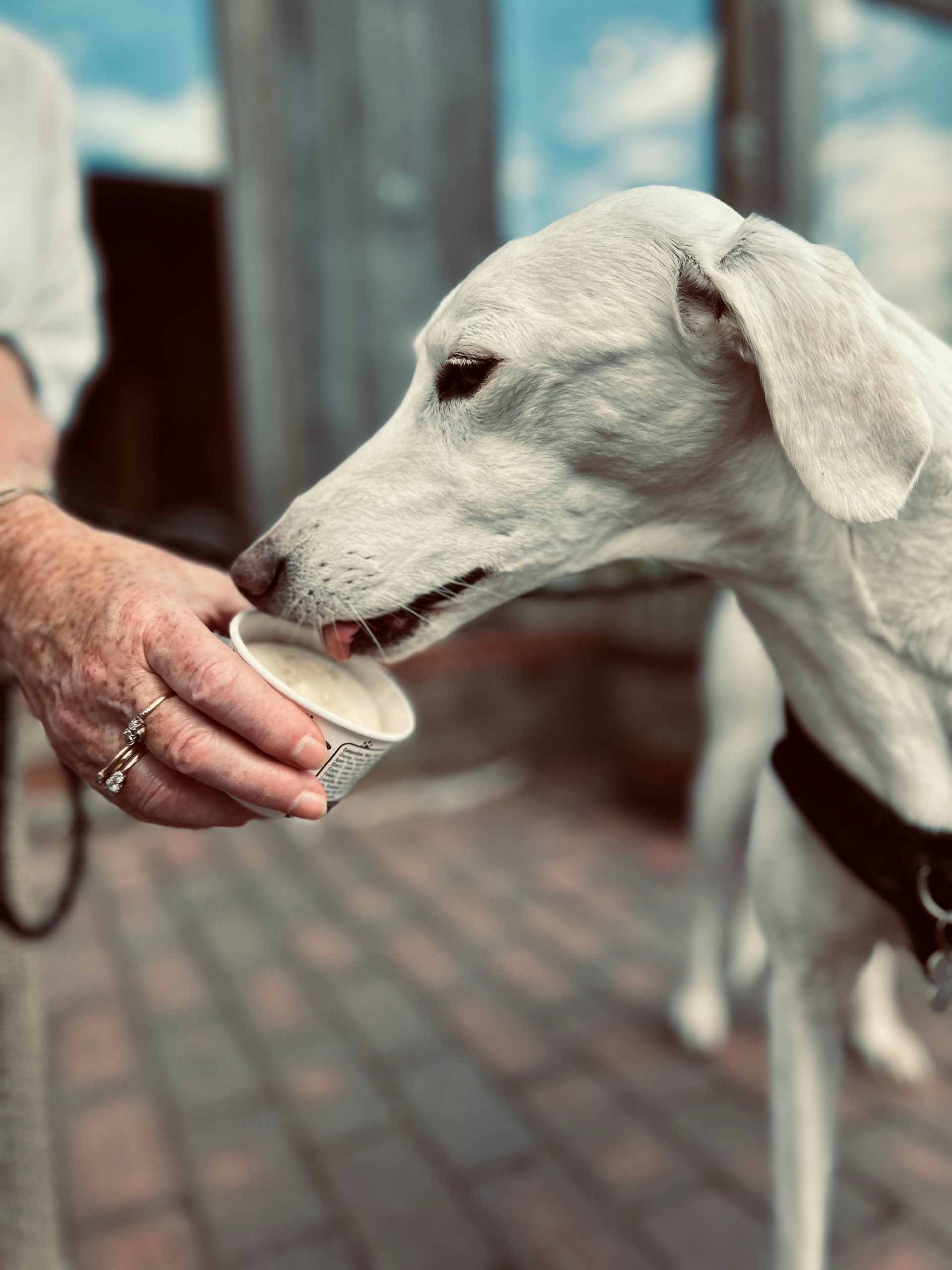 Daisy The Dog With Ice Cream Scaled Aspect Ratio 640 340