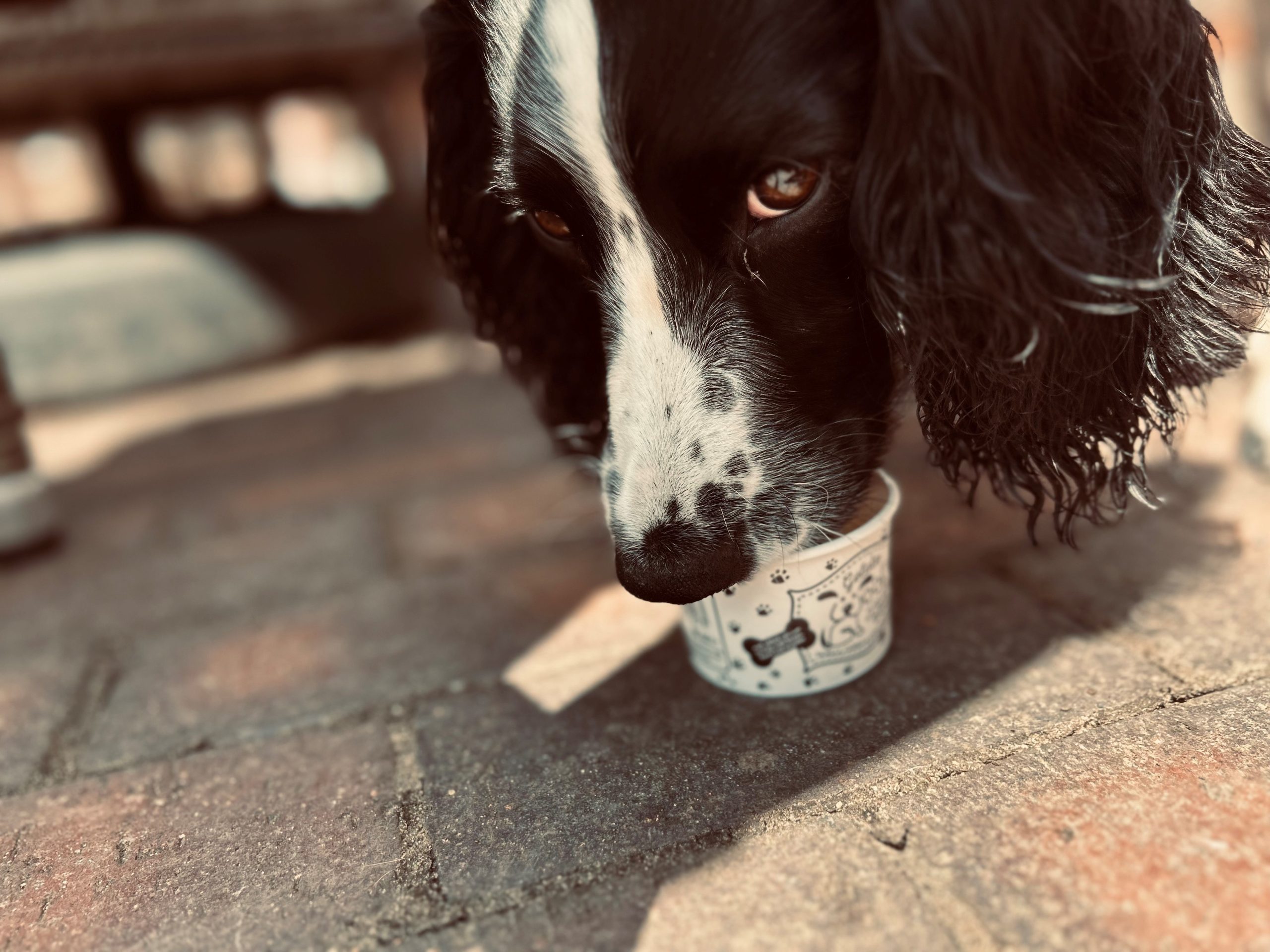 Dottie The Dog With Ice Cream Scaled Aspect Ratio 640 340