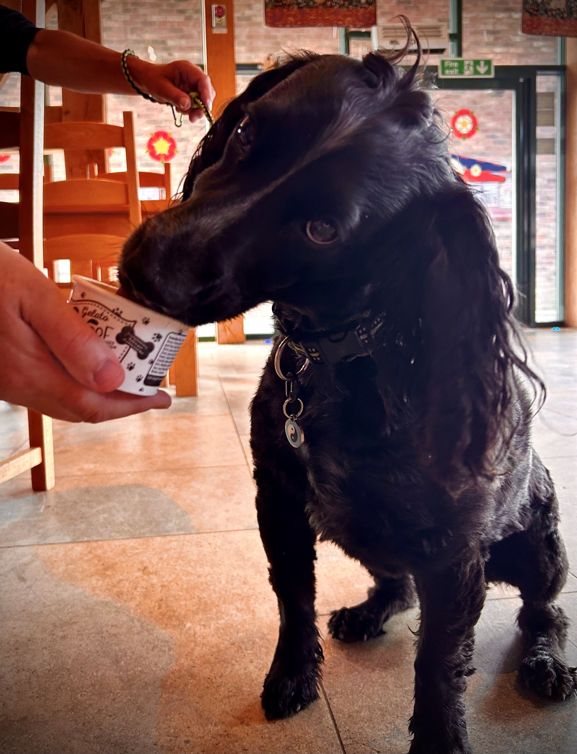 Jack The Dog With His Ice Cream Scaled Aspect Ratio 640 340