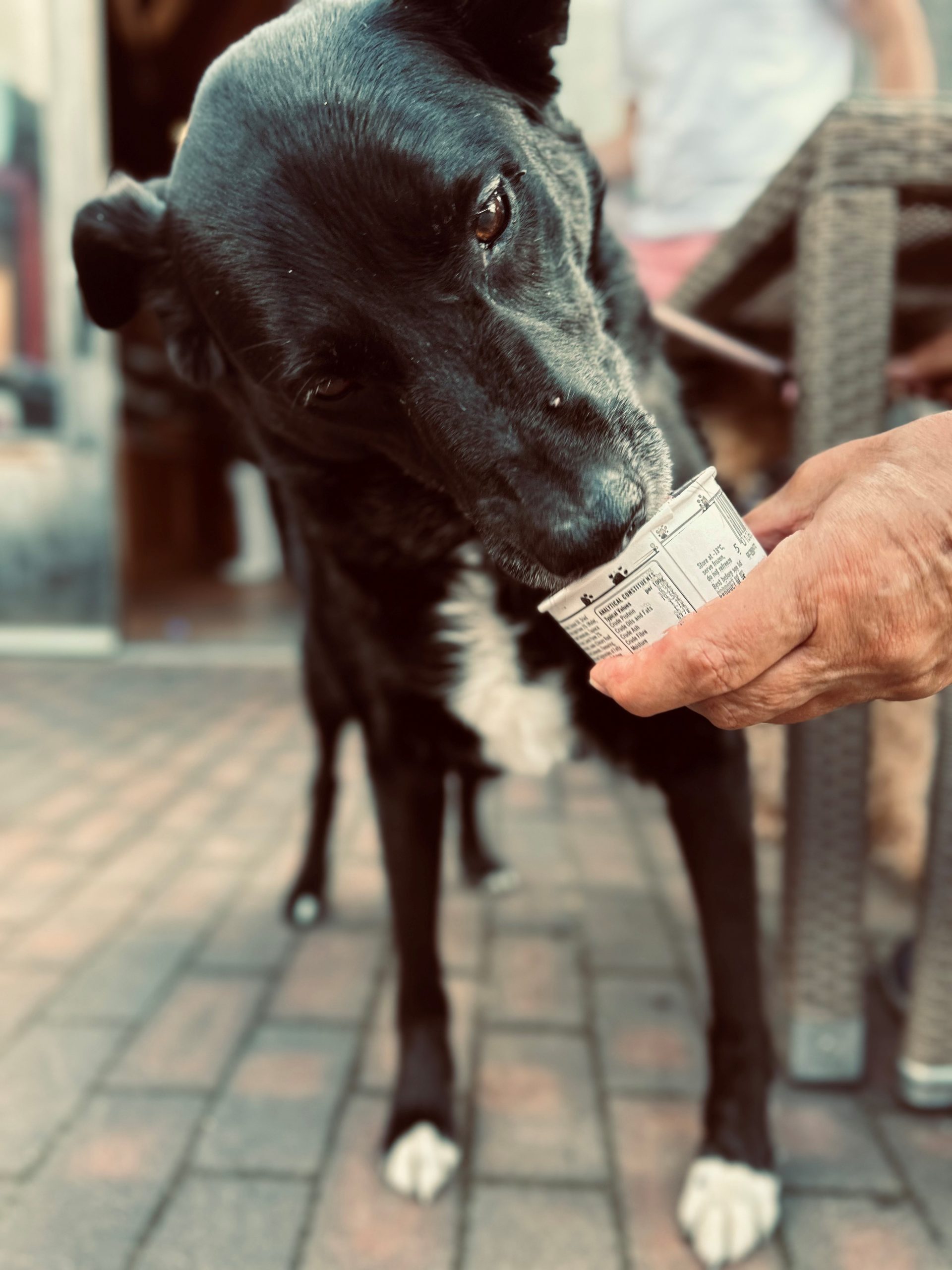 Keira The Dog With Doggie Ice Cream Scaled Aspect Ratio 640 340