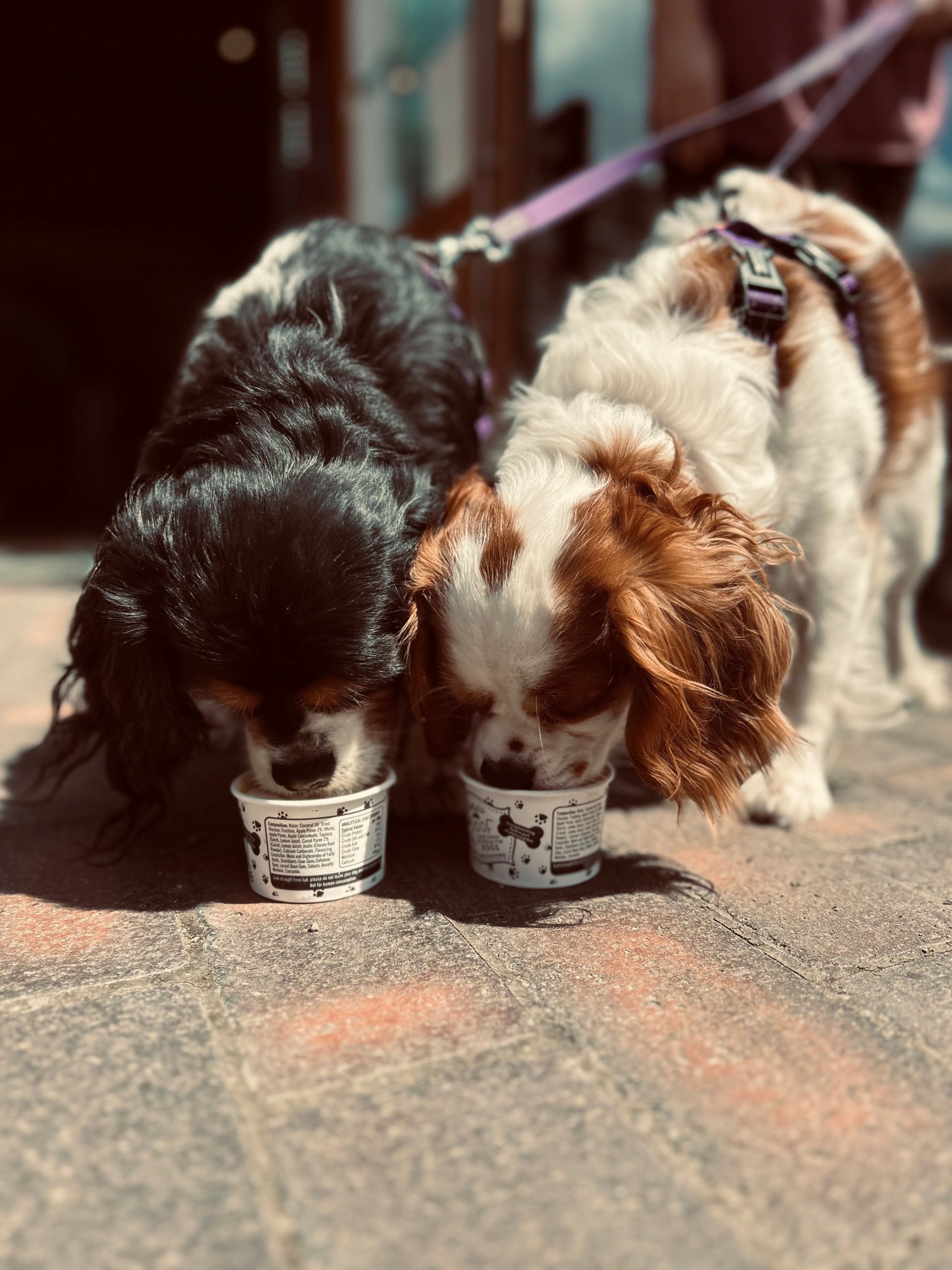 Lily And Willow Dogs Enjying Ice Cream Scaled Aspect Ratio 640 340