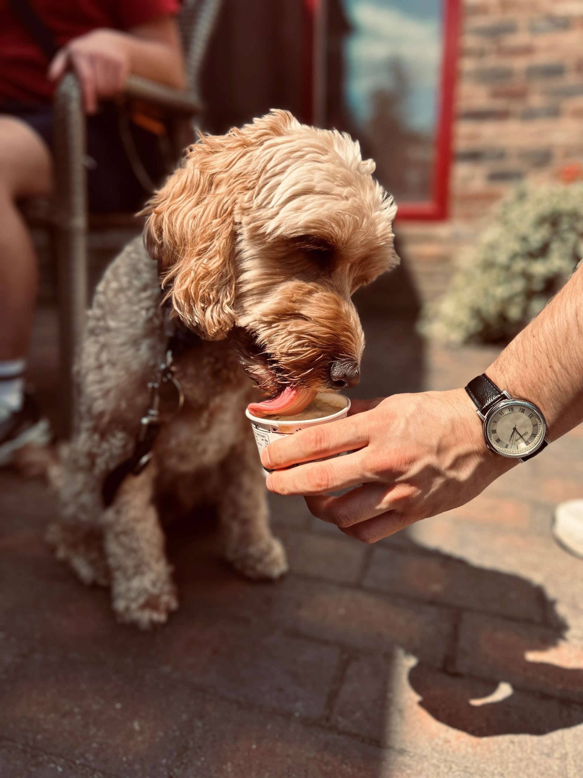 Wody The Dog With Ice Cream Scaled Aspect Ratio 640 340