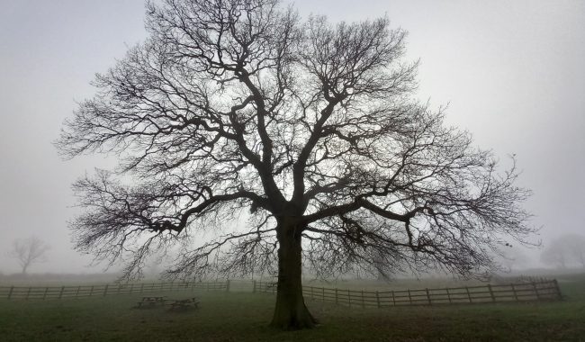 Tree In Fog Scaled Aspect Ratio 650 380