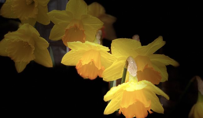 Daffodils Scaled Aspect Ratio 650 380