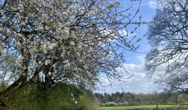 Blossom Tree Scaled Aspect Ratio 650 380